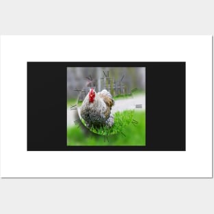 Cochin chicken on green grass looking at camera Posters and Art